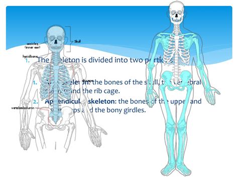 Ppt Human Skeletal System Powerpoint Presentation Free Download Id