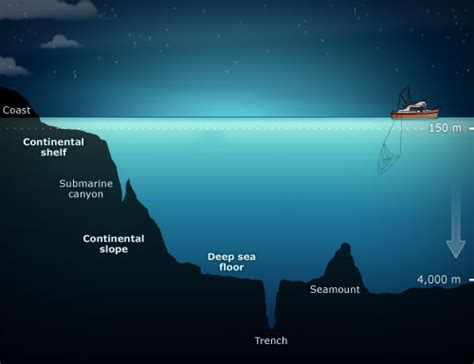 Ocean Floor Diagram Seamount Review Home Co