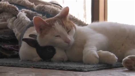 Cat And Bunny Best Friends Youtube