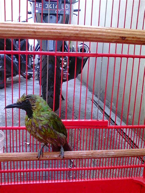 Maybe you would like to learn more about one of these? Cara Menjinakkan Burung Cucak Ijo Bakalan Liar