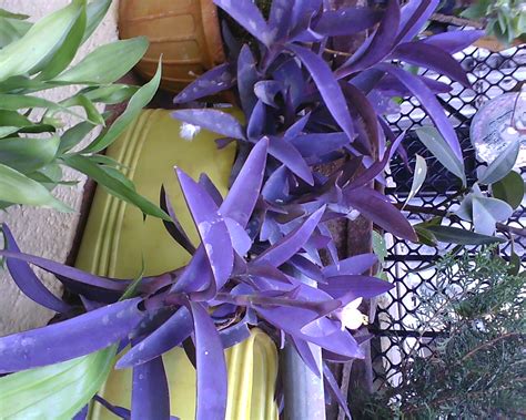 Garden Care Simplified Purple Colored Leaf Plant Tradescantia
