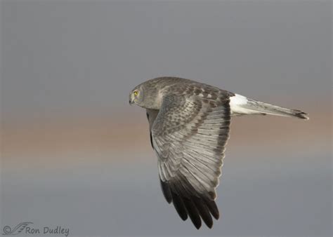 Adult Male Northern Harrier In Flight Feathered Photography