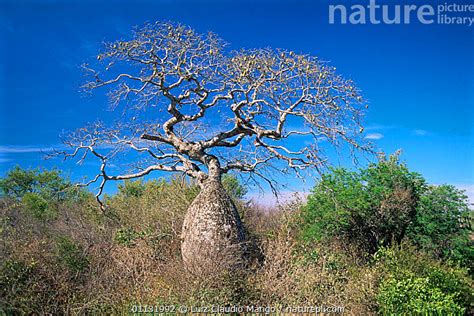 Stock Photo Of Toborochi Tree Chorisia Insignis In Gran Chaco Np