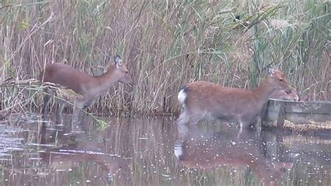 Maryland Sika Deer Hind Hunt Youtube