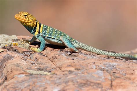 Reptile Facts The Yellow Headed Collared Lizard Crotaphytus