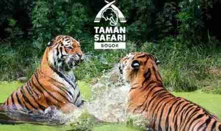 Harga tiket masuk the jungle waterpark bogor maret 2021. PROMO Harga Tiket Masuk Taman Safari Cisarua Bogor Oktober ...