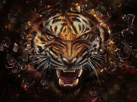 Tiger Face Wallpapers Wallpaper Cave