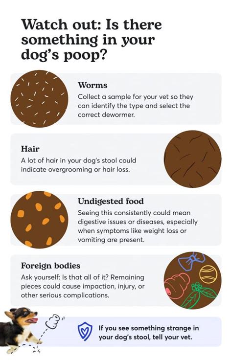 Dog Poop Chart What Color Should Healthy Or Unhealthy Poop Be