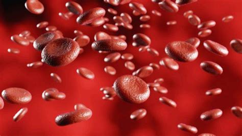 Mengenal Komponen Komponen Dalam Darah Manusia Serta Fungsinya Mobile