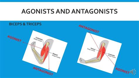Gcse Pe Revision Antagonistic Muscle Pairs