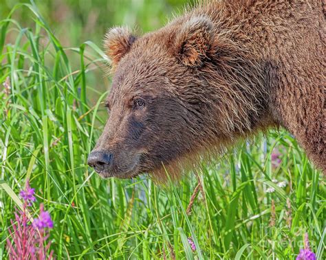 Alaskan Brown Bear Photograph By Dale Erickson Pixels