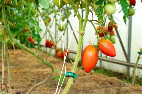 Why When And How To Stake Tomato Plants