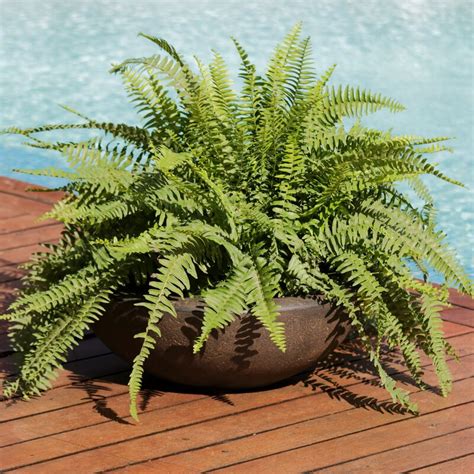 Check spelling or type a new query. World Menagerie Ascend Flower Resin Pot Planter & Reviews ...
