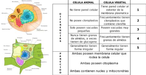 Organelos De La Celula Animal Y Vegetal Cuadro Comparativo Compartir