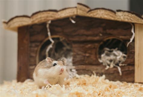 10 Tips For Caring For Your Hamster Reefitalia