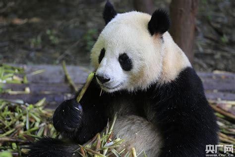 Visit Giant Panda In Copenhagen Zoo In Denmark Giant Panda News