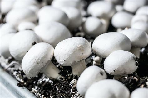 How To Grow Mushrooms At Home