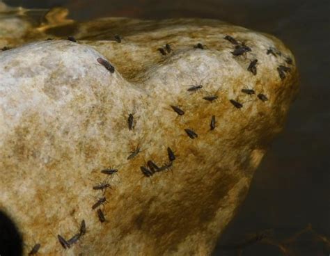 Midge Larvae In Water