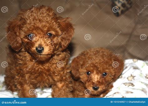 Portrait Of Two Red Toy Poodle Puppies Stock Image Image Of Poodle