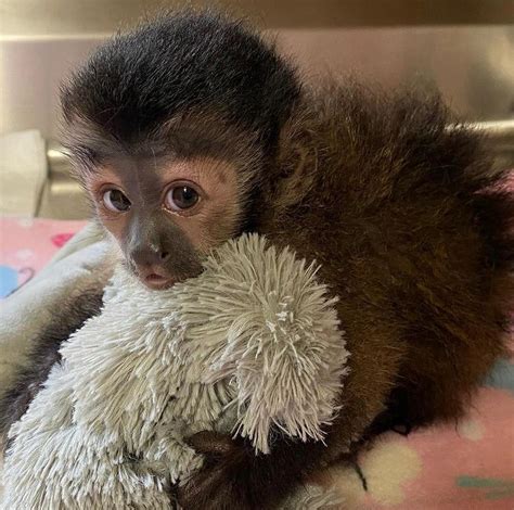 Home Trained Baby Capuchin Monkeys Ready For A Good Home Creature
