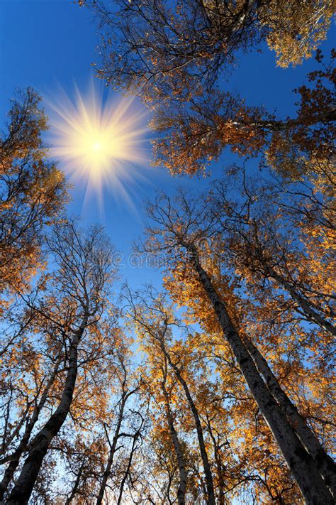 Dim Woods Stock Image Image Of Sunlight Autumn Nature 17618249