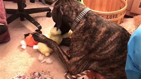 Great Dane Gets Caught Removing Stuffing Youtube