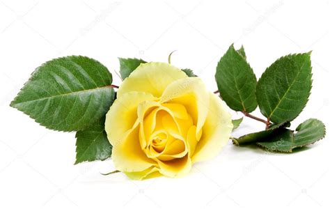 Fresh Yellow Roses — Stock Photo © Ruslan 5424608