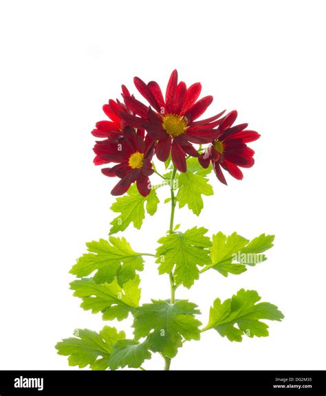 Red Chrysanthemum Flowers With Leaves Isolated On White Stock Photo
