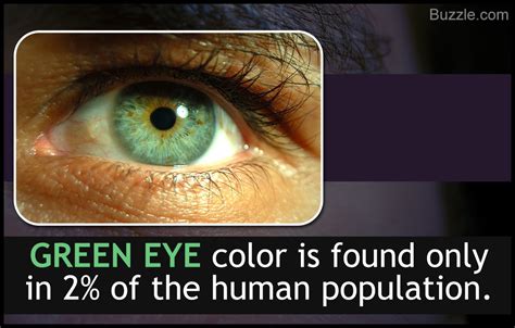 Eye Color Chart Interesting Facts About The Different Variants Eye