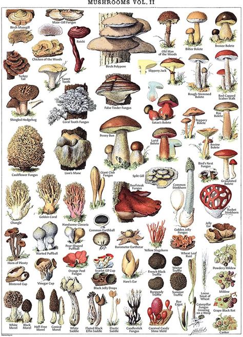 Vintage Mushroom Poster Prints Mycology And Fungi Botanical
