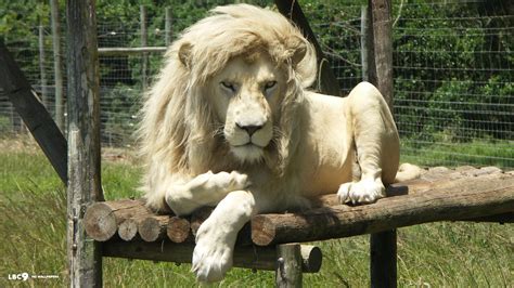 White Lion Images Wallpapers 50 Wallpapers Adorable