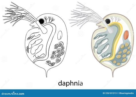 Daphnia In Colour And Doodle On White Background Stock Vector