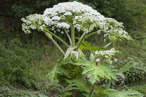 Giant Hogweed Is Spreading After Heatwave Everything You Need To Know