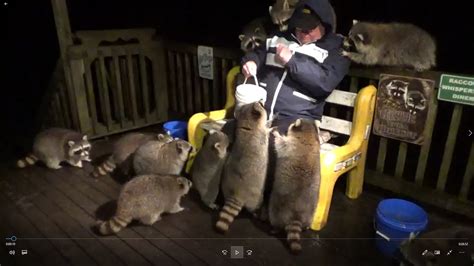 Mobbed By Raccoons On Thursday Night Youtube