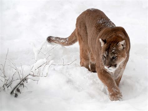Cougar Hd Wallpaper Background Image 1920x1440 Id391188
