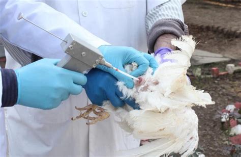Principle Practices Of Artificial Insemination Ai In Poultry For