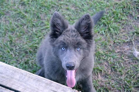 Incredible Blue Bay Shepherd Puppies For Sale Uk Ideas Bestn