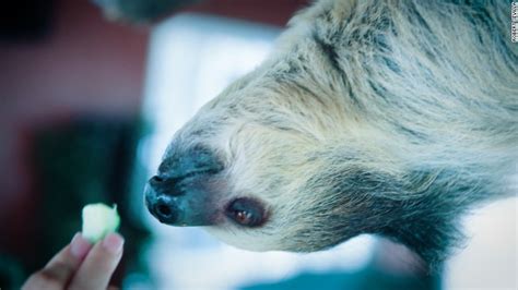 A Sloths Guide To Business Travel