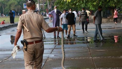 12 Million Died From Snake Bite In India Between 2000 2019 Report