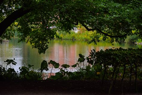 Hintergrundbilder Sonnenlicht Wald Fallen Blätter Blumen Garten