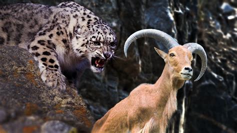 Snow Leopard Chasing Goat