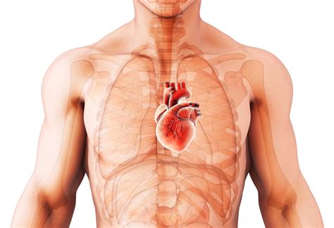 Heart functionally can be separated in left and right side. enlarged heart