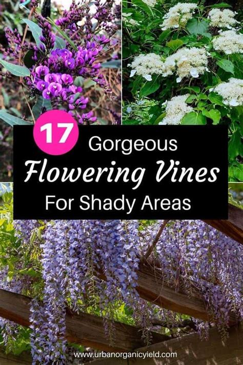17 Gorgeous Flowering Vines That Grow In Shady Areas