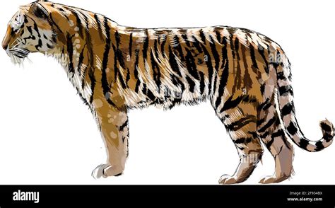 Dibujo realista tigre fotografías e imágenes de alta resolución Alamy