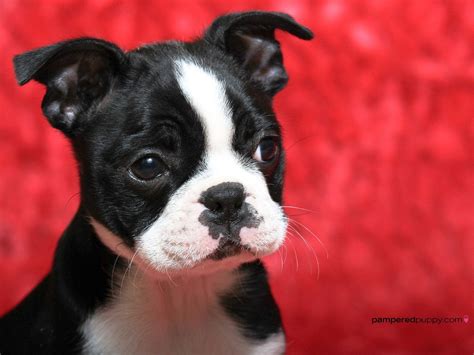 Boston Terrier Dogs Wallpapers Wallpaper Cave