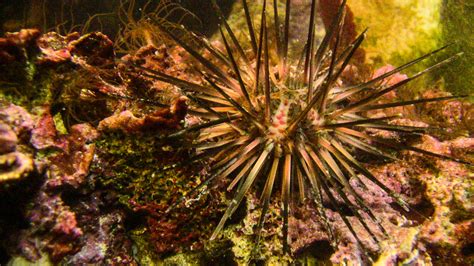 Sea Urchin Evolution Smithsonian Tropical Research Institute