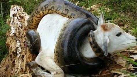 Amazon Jungle Snakes Anaconda Vrogue Co