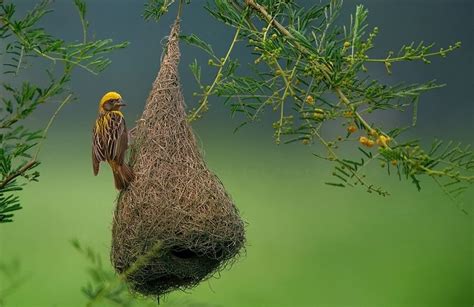 Weaver Bird Nest Bird Photography Amazing Photography Nature Images