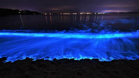 Jervis Bay At Its Best As Bioluminescence Puts On A Show The Macleay