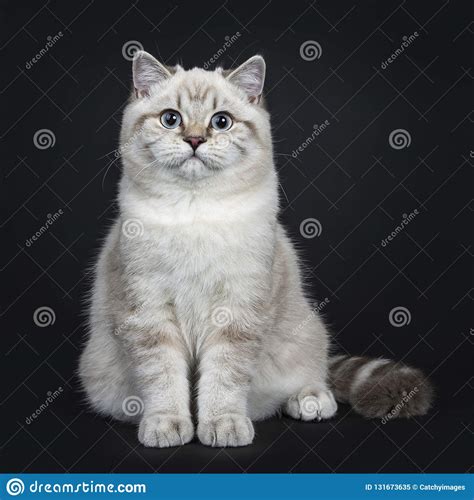 Super Cute Blue Tabby Point British Shorthair Cat Kitten